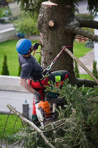 Best Tree Maintenance Programs  in Blossom, TX