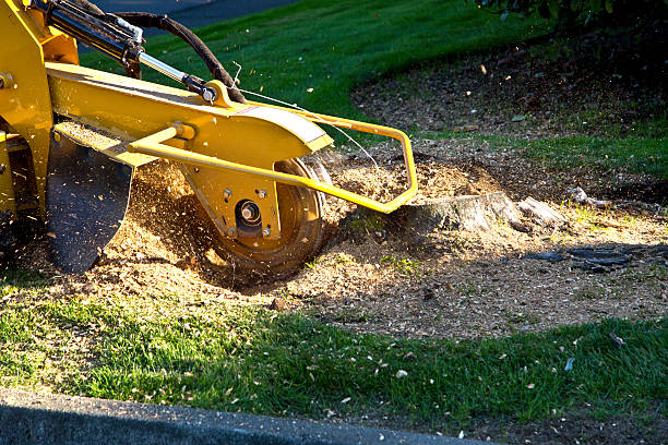 Reliable Blossom, TX Tree Removal Solutions